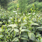 Wild Grown Huo Shan Huang Ya Yellow Tea