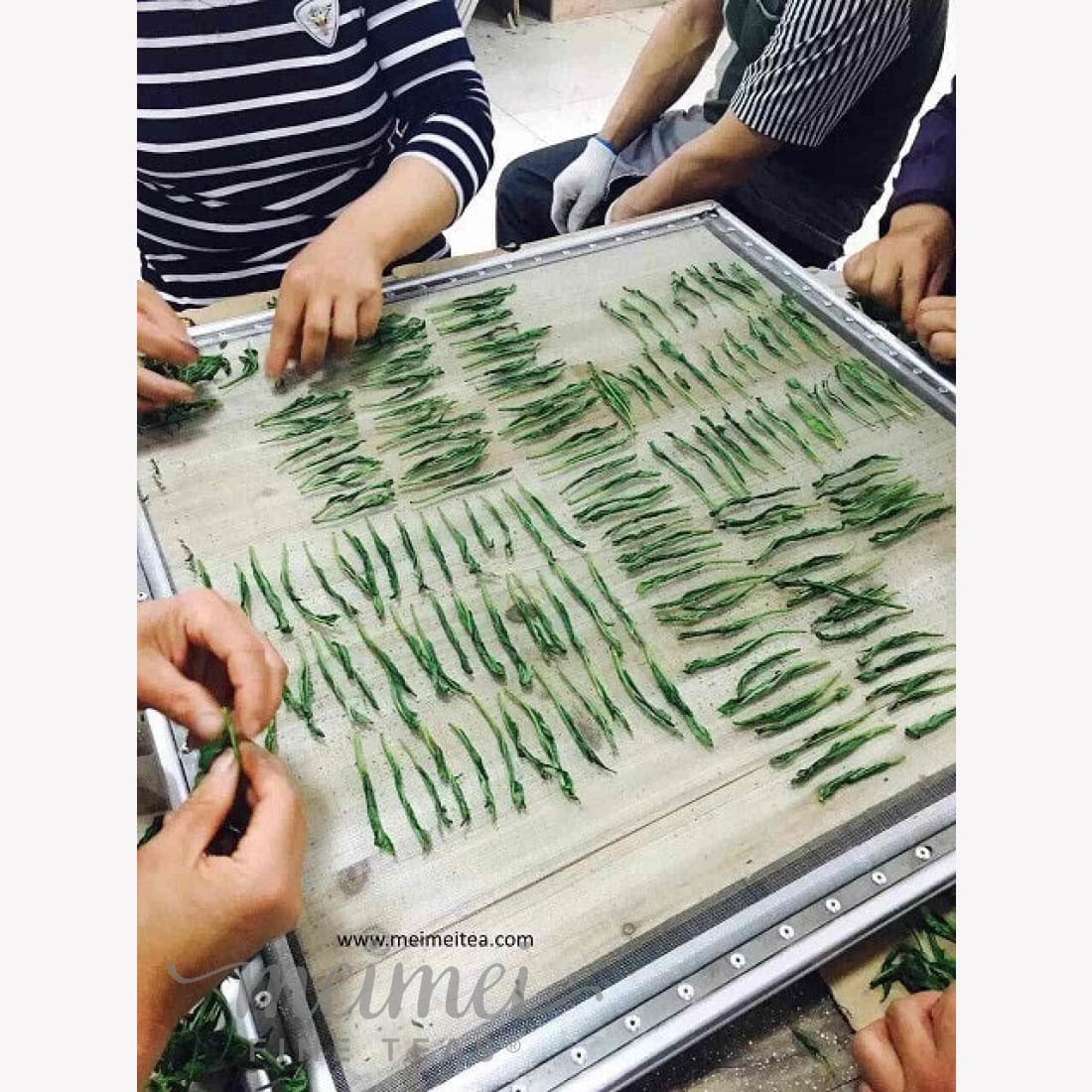 Top Grade Artisan Tai Ping Hou Kui Green Tea Monkey King