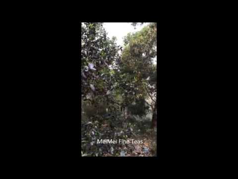 2016 Jingmai Ancient Tree Loose Leaf Raw Pu-erh Tea Gu Shu Mao Cha