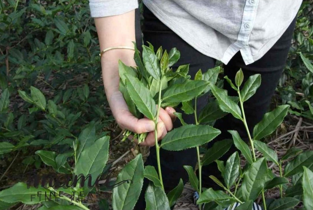 The Art of Chinese Tea and A Guided Tasting Flight