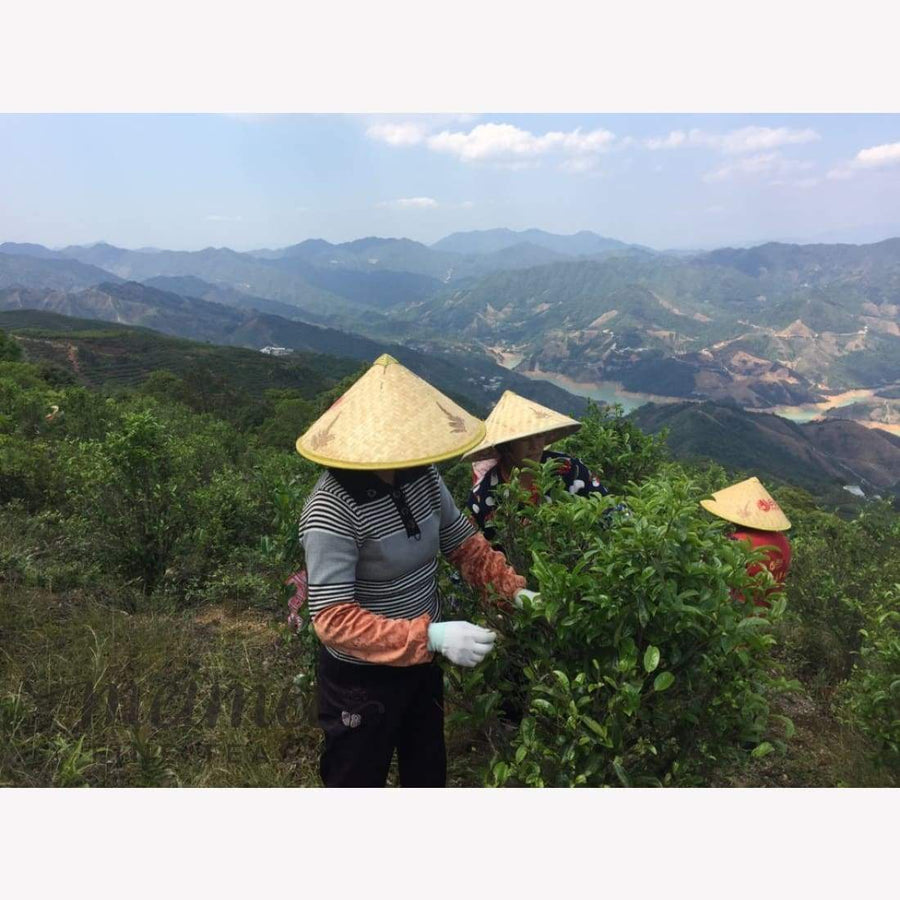 tea class - All Things Oolong and A Flight of Tasting MeiMei Fine Teas