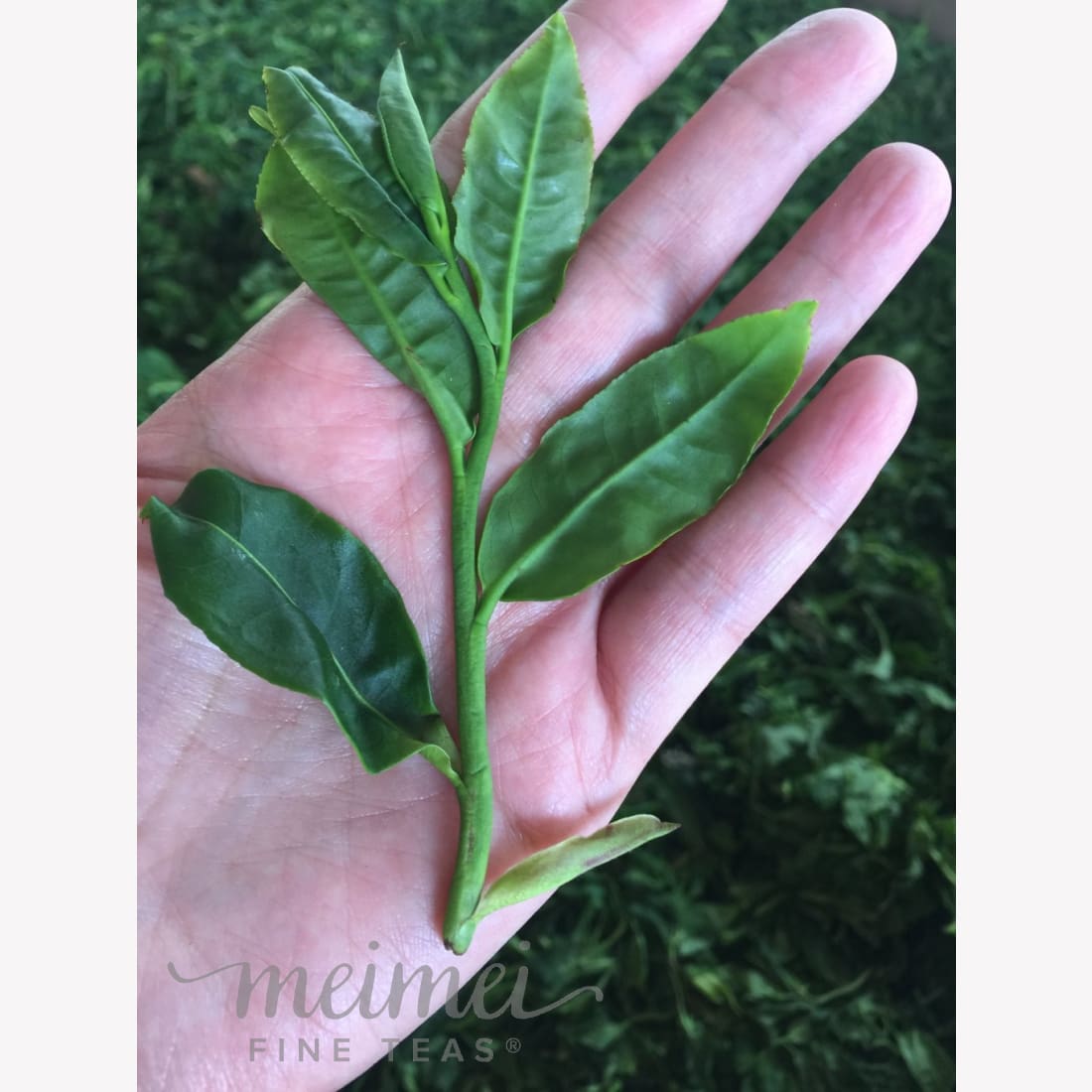 The Ultimate Pu-erh Tea Reserve Educational Subscription