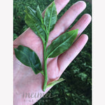 The Ultimate Pu-erh Tea Reserve Educational Subscription