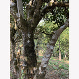 The Ultimate Pu-erh Tea Reserve Educational Subscription