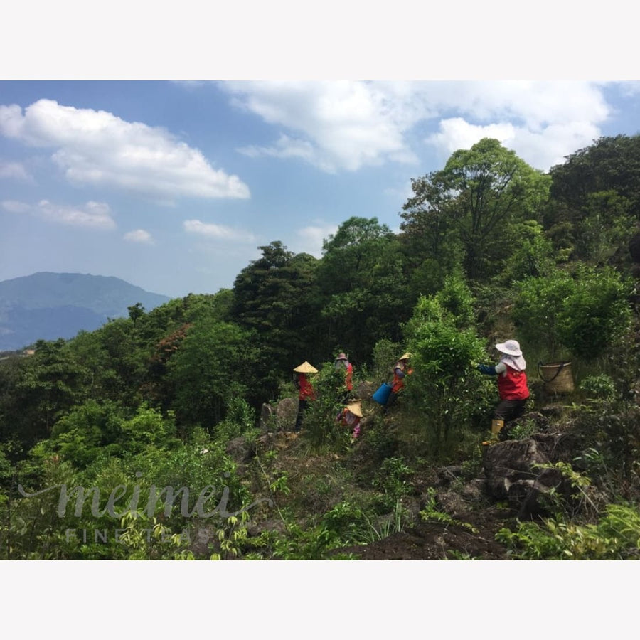 tea class - Virtual In-depth Oolong Tea Education Class and A Flight