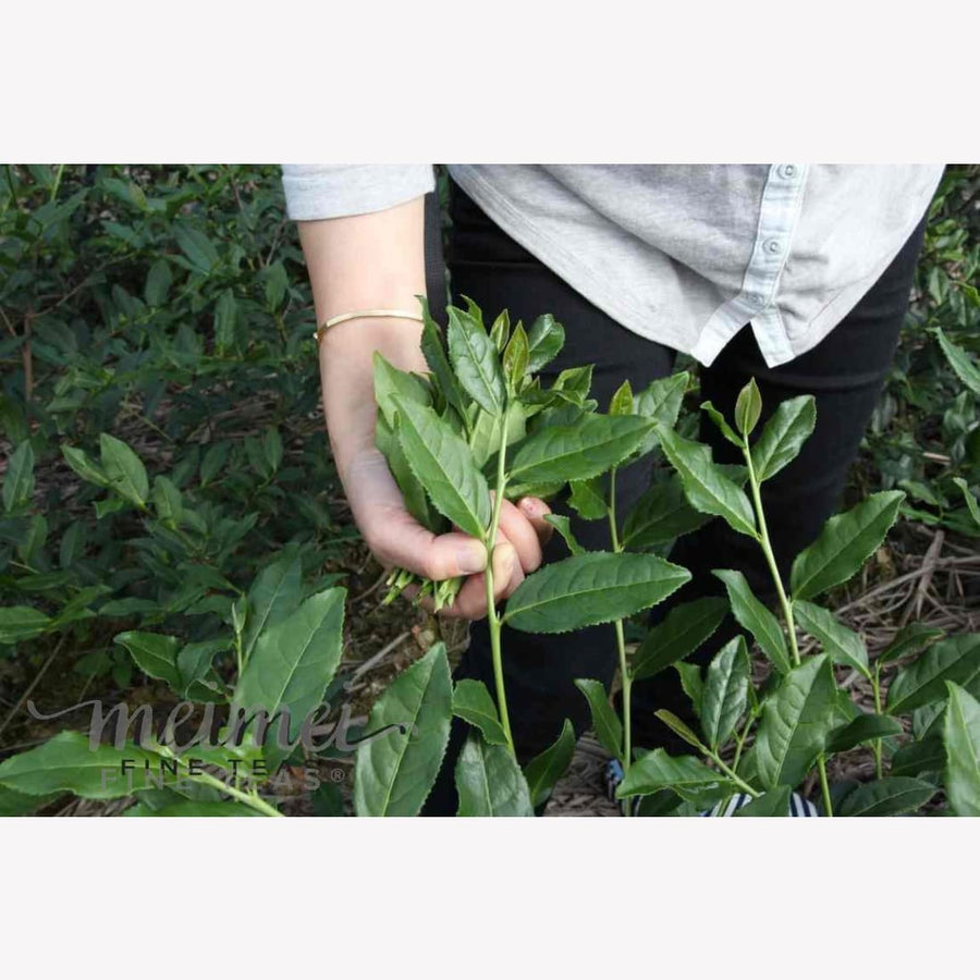 tea class - Virtual Tea Class Fundamentals - Six Classes of Tea